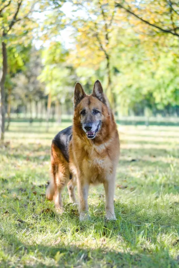 Pies do adopcji, Radom, 27 listopada 2025 (3/5)