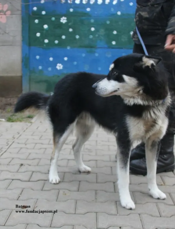 Pies do adopcji, Nowy Dwór Mazowiecki, 28 listopada 2025 (1/5)