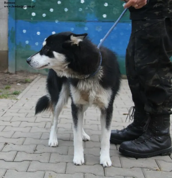 Pies do adopcji, Nowy Dwór Mazowiecki, 28 listopada 2025 (2/5)