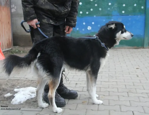 Pies do adopcji, Nowy Dwór Mazowiecki, 28 listopada 2025 (3/5)