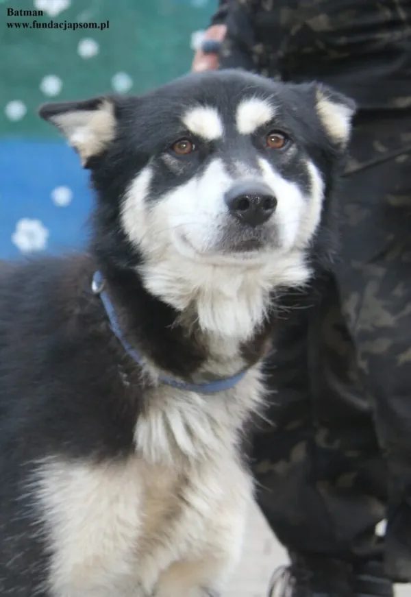 Pies do adopcji, Nowy Dwór Mazowiecki, 28 listopada 2025 (5/5)