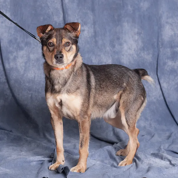 Pies do adopcji, Gdańsk, 28 listopada 2025