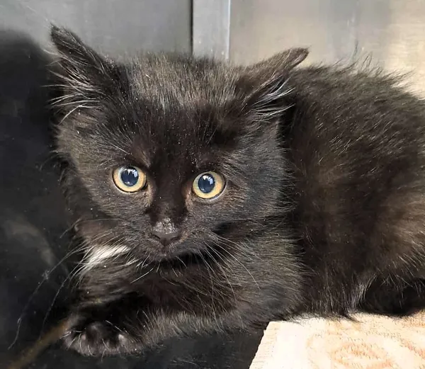 Kot do adopcji, Olsztyn, 26 listopada 2025 (1/3)