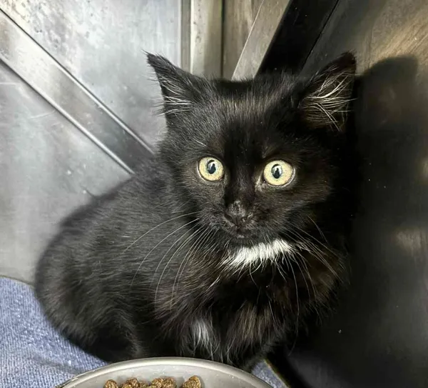 Kot do adopcji, Olsztyn, 26 listopada 2025 (2/3)