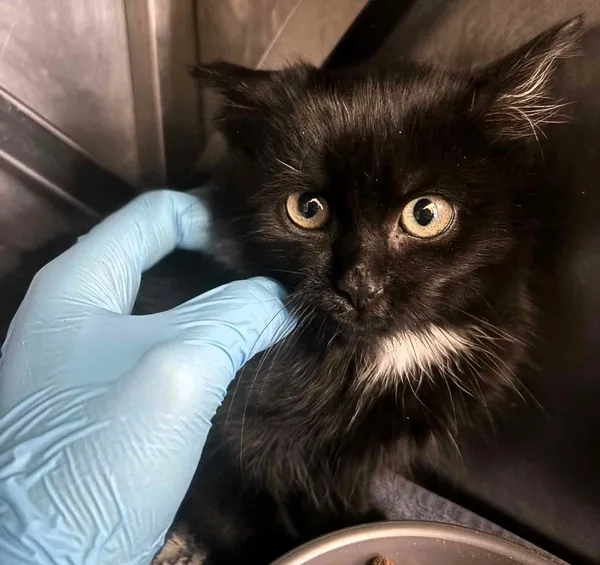 Kot do adopcji, Olsztyn, 26 listopada 2025 (3/3)