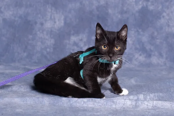 Kot do adopcji, Gdańsk, 28 listopada 2025