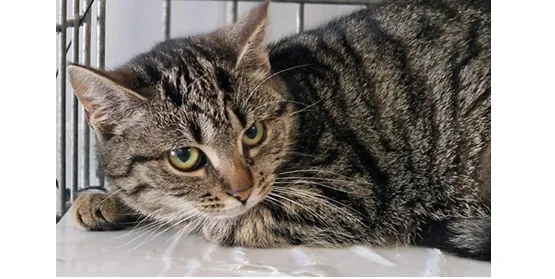 Kot do adopcji, Wrocław, 26 listopada 2025