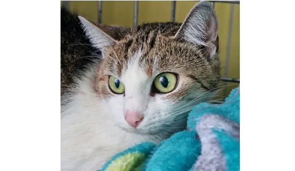 Kot do adopcji, Wrocław, 25 listopada 2025