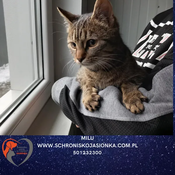 Kot do adopcji, Ciosny, 27 listopada 2025