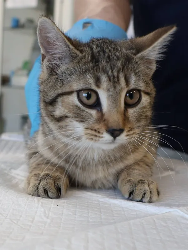 Znaleziono kota, Łódź, 27 listopada 2025 (2/2)