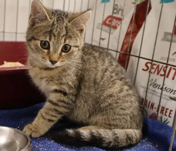 Znaleziono kota, Łódź, 27 listopada 2025 (1/2)