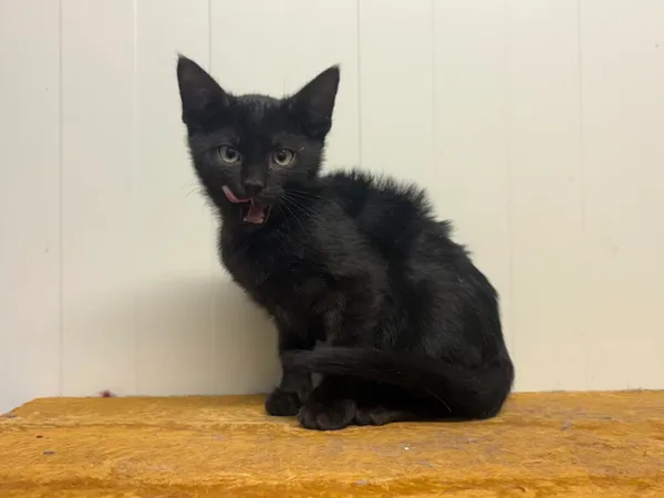 Kot do adopcji, Henrykowo, 20 września 2025 (2/3)