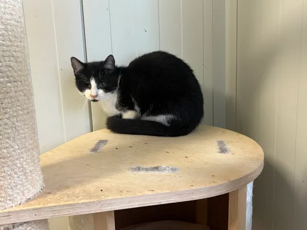 Kot do adopcji, Henrykowo, 11 września 2025 (2/2)