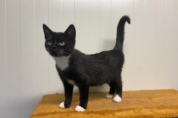 Kot do adopcji, Henrykowo, 25 września 2025