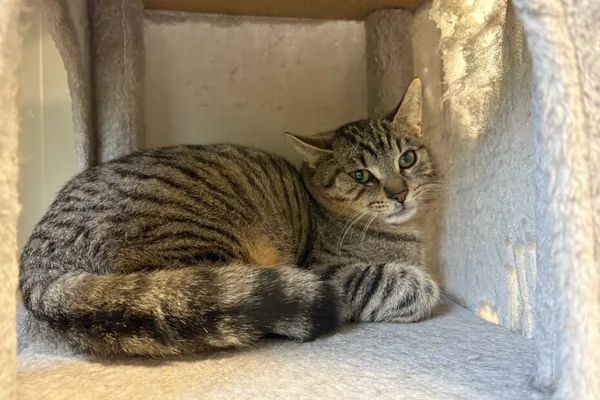 Kot do adopcji, Henrykowo, 5 września 2025