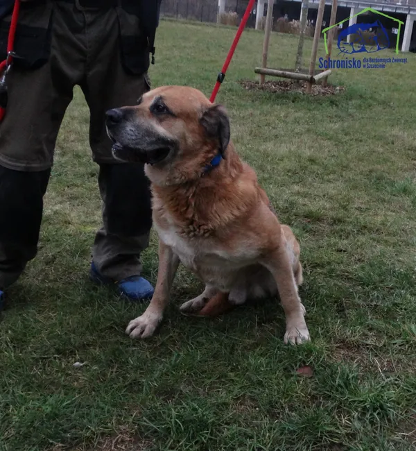 Znaleziono psa, Szczecin, 28 listopada 2025