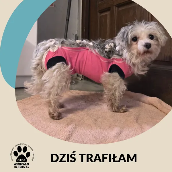 Znaleziono psa, Dąbrówka, 27 listopada 2025