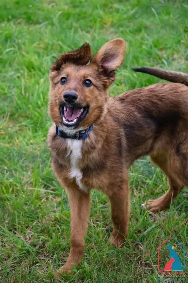 Pies do adopcji, Grudziądz, 2 sierpnia 2025 (2/5)