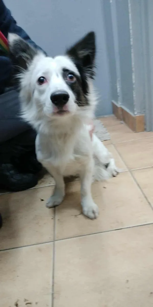 Znaleziono psa, Sosnowiec, 25 listopada 2025