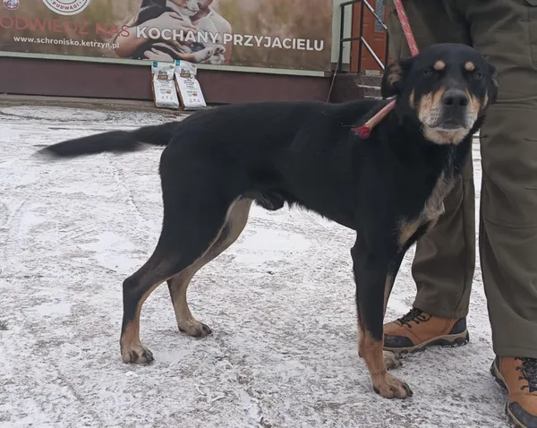 Znaleziono psa, Pieckowo, 25 listopada 2025 (1/3)