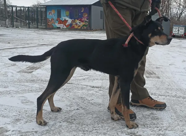 Znaleziono psa, Pieckowo, 25 listopada 2025 (2/3)