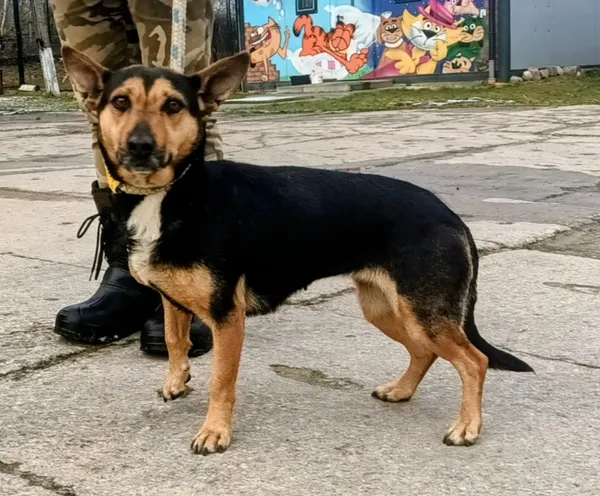 Znaleziono psa, Pieckowo, 25 listopada 2025 (1/2)