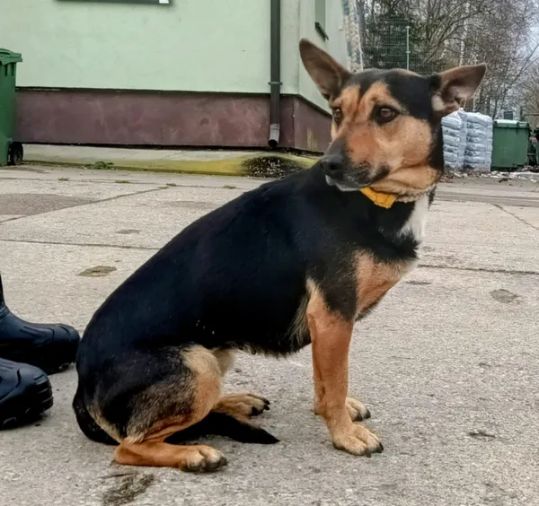 Znaleziono psa, Pieckowo, 25 listopada 2025 (2/2)