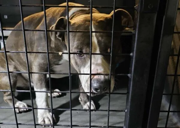 Znaleziono psa, Bydgoszcz, 23 listopada 2025