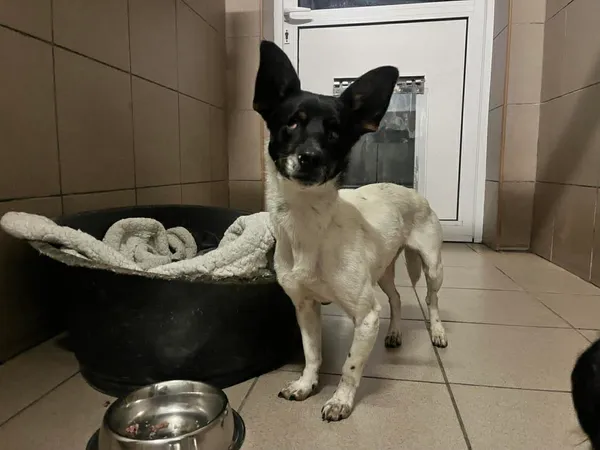 Znaleziono psa, Bydgoszcz, 23 listopada 2025