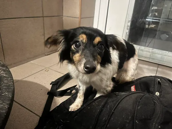 Znaleziono psa, Bydgoszcz, 23 listopada 2025