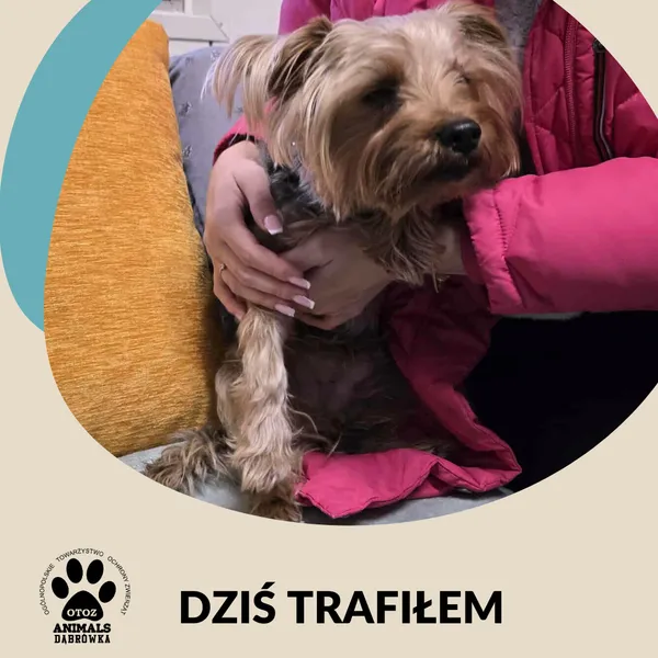 Znaleziono psa, Dąbrówka, 23 listopada 2025