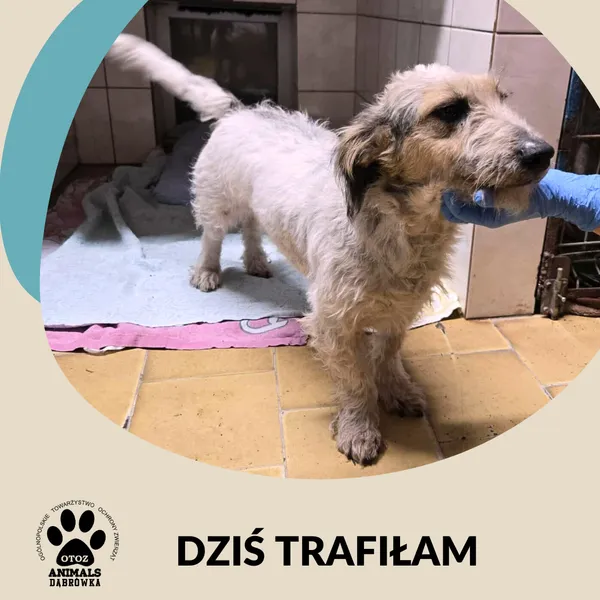 Znaleziono psa, Dąbrówka, 23 listopada 2025