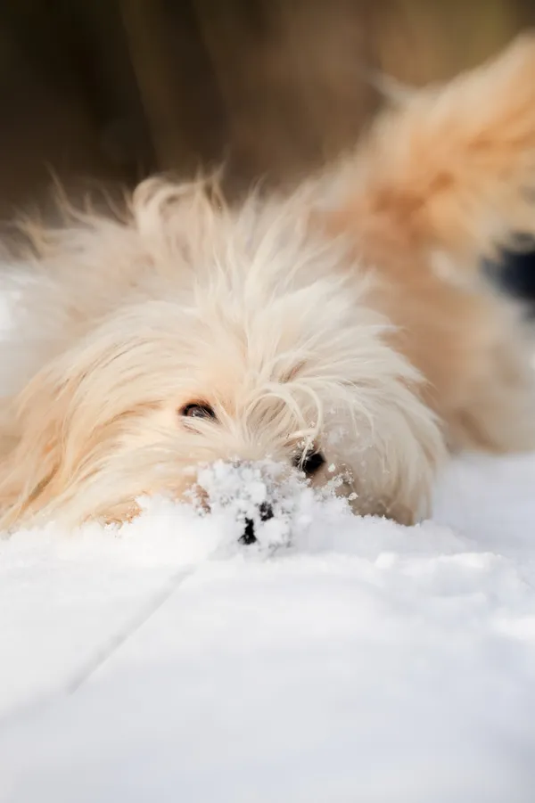 Znaleziono psa, Sosnowiec, 24 listopada 2025 (5/5)