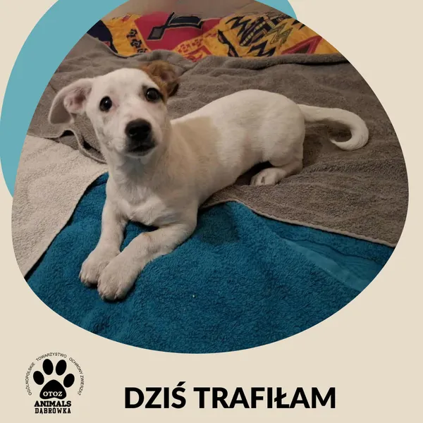 Znaleziono psa, Dąbrówka, 20 listopada 2025