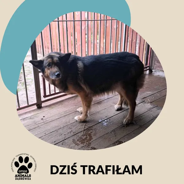 Znaleziono psa, Dąbrówka, 20 listopada 2025