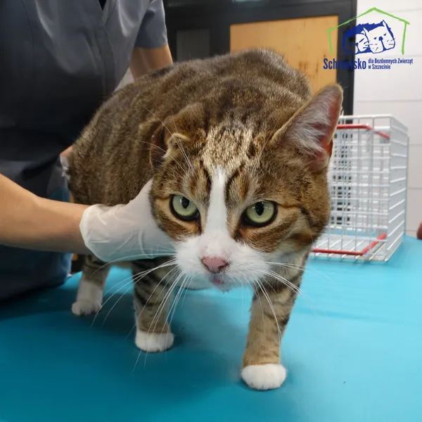 Znaleziono kota, Szczecin, 21 listopada 2025 (1/2)