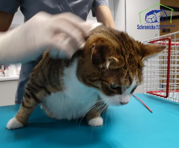 Znaleziono kota, Szczecin, 21 listopada 2025 (2/2)