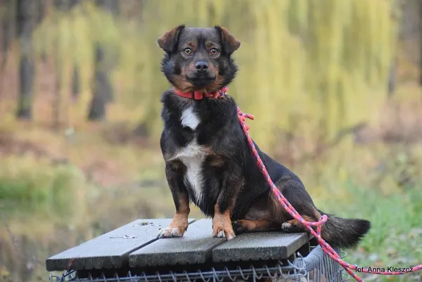 Znaleziono psa, Toruń, 27 października 2025