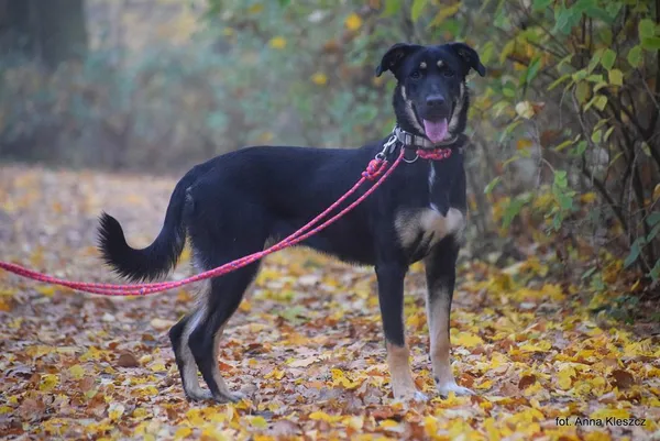 Znaleziono psa, Toruń, 25 października 2025