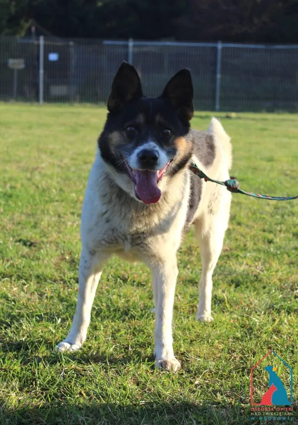 Pies do adopcji, Grudziądz, 7 listopada 2025