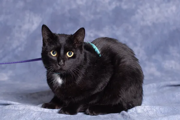 Kot do adopcji, Gdańsk, 28 sierpnia 2025