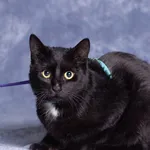 Kot do adopcji