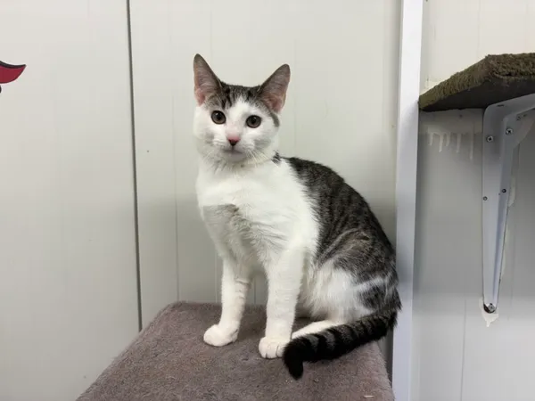 Kot do adopcji, Henrykowo, 17 września 2025 (3/3)