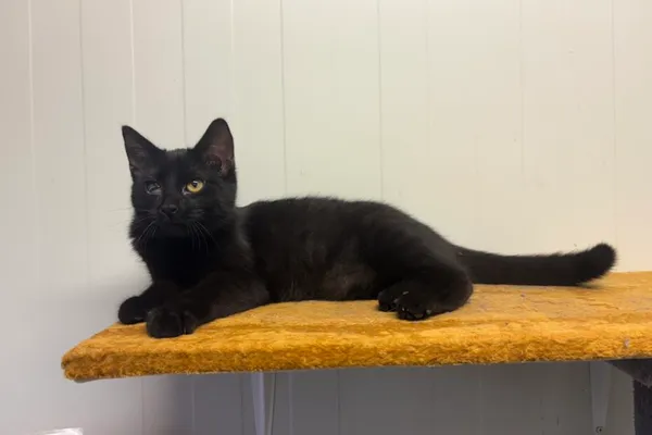 Kot do adopcji, Henrykowo, 28 listopada 2025 (1/3)