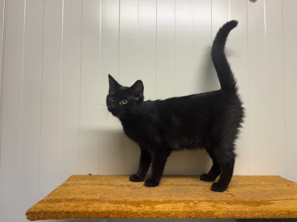 Kot do adopcji, Henrykowo, 28 listopada 2025 (2/3)