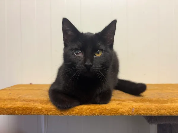 Kot do adopcji, Henrykowo, 28 listopada 2025 (3/3)