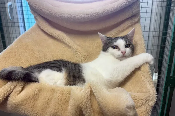 Kot do adopcji, Henrykowo, 10 sierpnia 2025 (1/2)