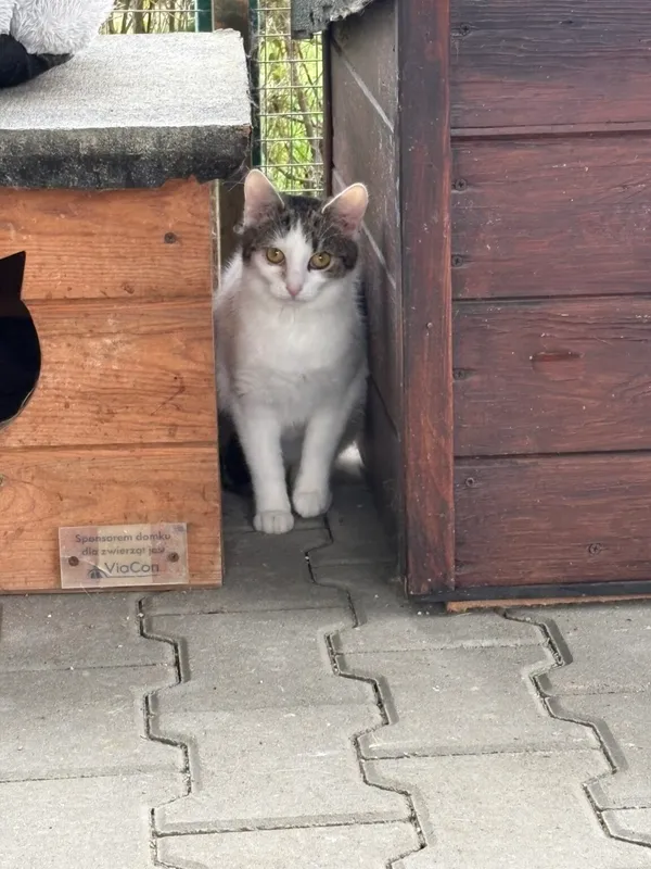 Kot do adopcji, Henrykowo, 10 sierpnia 2025 (2/2)