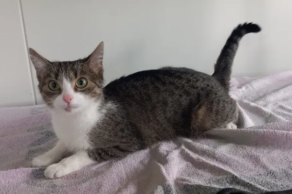 Kot do adopcji, Henrykowo, 22 października 2025 (1/3)