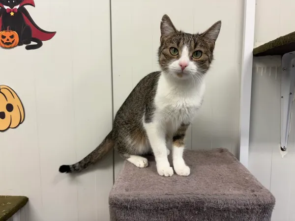 Kot do adopcji, Henrykowo, 22 października 2025 (2/3)